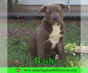 American Pit Bull Terrier-Unknown Mix Dogs for adoption in Pensacola, FL, USA