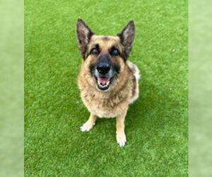 German Shepherd Dog Dogs for adoption in Salinas, CA, USA