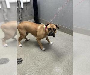 Boxer-Unknown Mix Dogs for adoption in Las Vegas, NV, USA