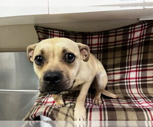 American Pit Bull Terrier-Unknown Mix Dogs for adoption in HESPERIA, CA, USA