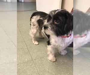 Shih Tzu Dogs for adoption in Albany, GA, USA