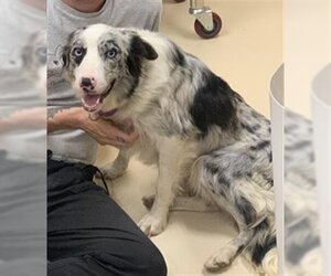 Border Collie Dogs for adoption in Center Township, PA, USA
