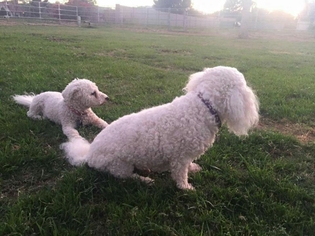 Small Bichon Frise