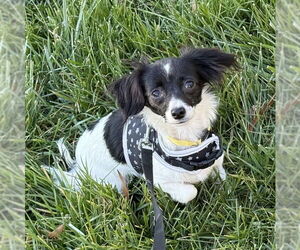Chihuahua-Unknown Mix Dogs for adoption in Pacolet, SC, USA
