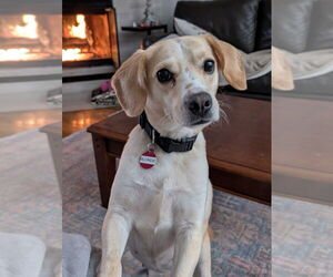 Beagle-Unknown Mix Dogs for adoption in Boston, MA, USA