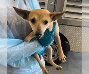 Medium Photo #3 Chihuahua Puppy For Sale in San Martin, CA, USA