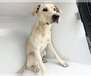 Labrador Retriever Dogs for adoption in Houston, TX, USA