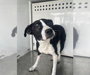 American Pit Bull Terrier-Unknown Mix Dogs for adoption in Stockton, CA, USA