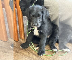 Labradoodle Dogs for adoption in Polson, MT, USA
