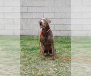 Labmaraner Dogs for adoption in West Valley, UT, USA