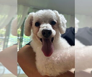 Bichon Frise Dogs for adoption in Agoura Hills, CA, USA