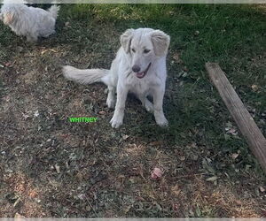 Labrador Retriever-Unknown Mix Dogs for adoption in Woodland Hills, CA, USA