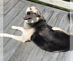 German Shepherd Dog-Pembroke Welsh Corgi Mix Dogs for adoption in Leesville, SC, USA