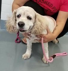 Cocker Spaniel Dogs for adoption in Mission, KS, USA