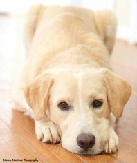 Golden Pyrenees Dogs for adoption in Huntsville, AL, USA