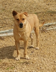 Medium Photo #1 Labrador Retriever-Unknown Mix Puppy For Sale in Maquoketa, IA, USA