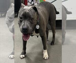 Mutt Dogs for adoption in Forestville, MD, USA