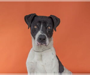 Great Dane-Unknown Mix Dogs for adoption in Pasadena, CA, USA