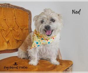 Norfolk Terrier-Unknown Mix Dogs for adoption in Dallas, TX, USA