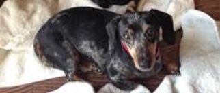 Dachshund Dogs for adoption in Colfax, IL, USA