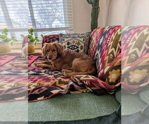 Spaniel-Unknown Mix Dogs for adoption in Salt Lake City, UT, USA