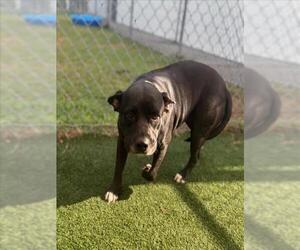 American Pit Bull Terrier-Unknown Mix Dogs for adoption in Texas City, TX, USA