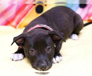 Border Collie-Unknown Mix Dogs for adoption in Placerville, CA, USA