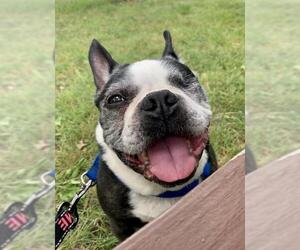 Boston Terrier Dogs for adoption in Lansing, MI, USA