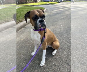 Boxer Dogs for adoption in Katy, TX, USA
