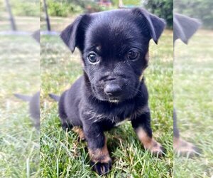 Chihuahua-Unknown Mix Dogs for adoption in Bellevue, WA, USA