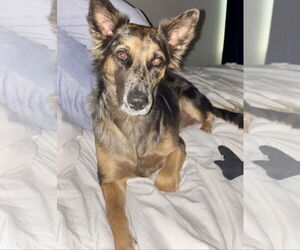 Australian Shepherd Dogs for adoption in Dallas, TX, USA