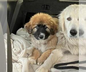 Great Pyrenees Dogs for adoption in San Pablo, CA, USA