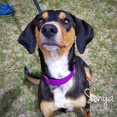 Small Black and Tan Coonhound-Dachshund Mix