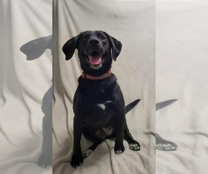 Labrador Retriever-Unknown Mix Dogs for adoption in Lewistown, PA, USA