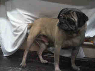 Pug Dogs for adoption in Las Vegas, NV, USA
