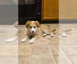 Australian Shepherd-Collie Mix Dogs for adoption in pomfret, CT, USA