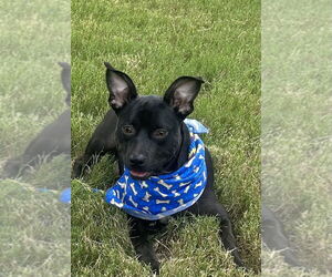 Mutt Dogs for adoption in Munford, TN, USA