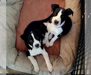 Mutt Dogs for adoption in Dana Point, CA, USA
