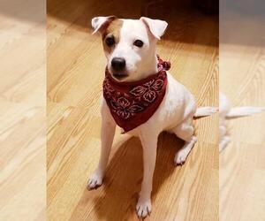 Jack Russell Terrier Dogs for adoption in Fargo, ND, USA