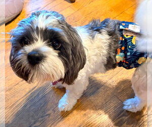 Shih Tzu-Unknown Mix Dogs for adoption in New London, WI, USA