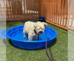 Poodle (Toy)-Unknown Mix Dogs for adoption in Las Vegas, NV, USA
