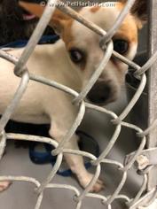 Chiranian Dogs for adoption in Conroe, TX, USA