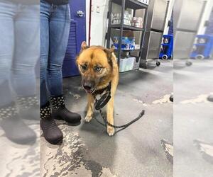 Siberian Husky-Unknown Mix Dogs for adoption in Bakersfield, CA, USA