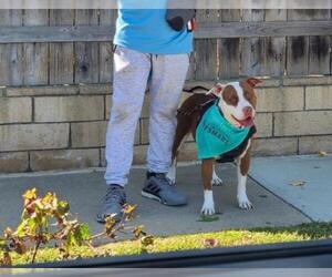 American Pit Bull Terrier Dogs for adoption in Menifee, CA, USA