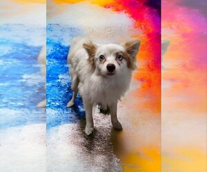 Pomsky Dogs for adoption in Mukwonago, WI, USA