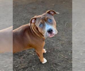 American Pit Bull Terrier Dogs for adoption in Bakersfield, CA, USA