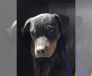Rottweiler Dogs for adoption in HESPERIA, CA, USA