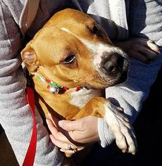 Bullboxer Pit Dogs for adoption in Sewaren, NJ, USA