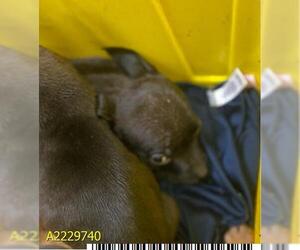American Pit Bull Terrier Dogs for adoption in West Palm Beach, FL, USA