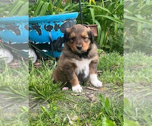 Retriever -Unknown Mix Dogs for adoption in HOPKINSVILLE/PRINCETON, KY, NH, USA